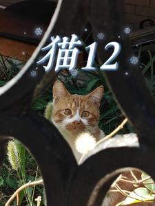 猫12指肠异物