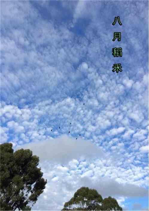 稻田八月还是绿色的吧
