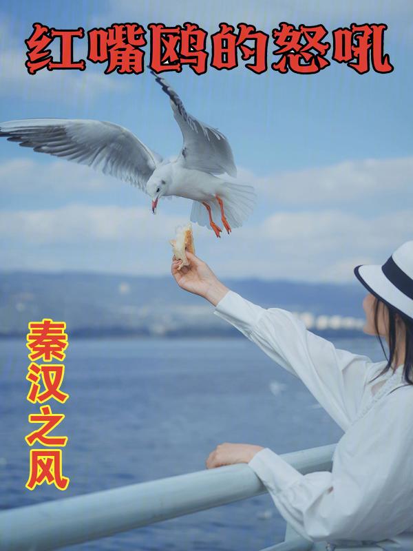 红嘴鸥是什么