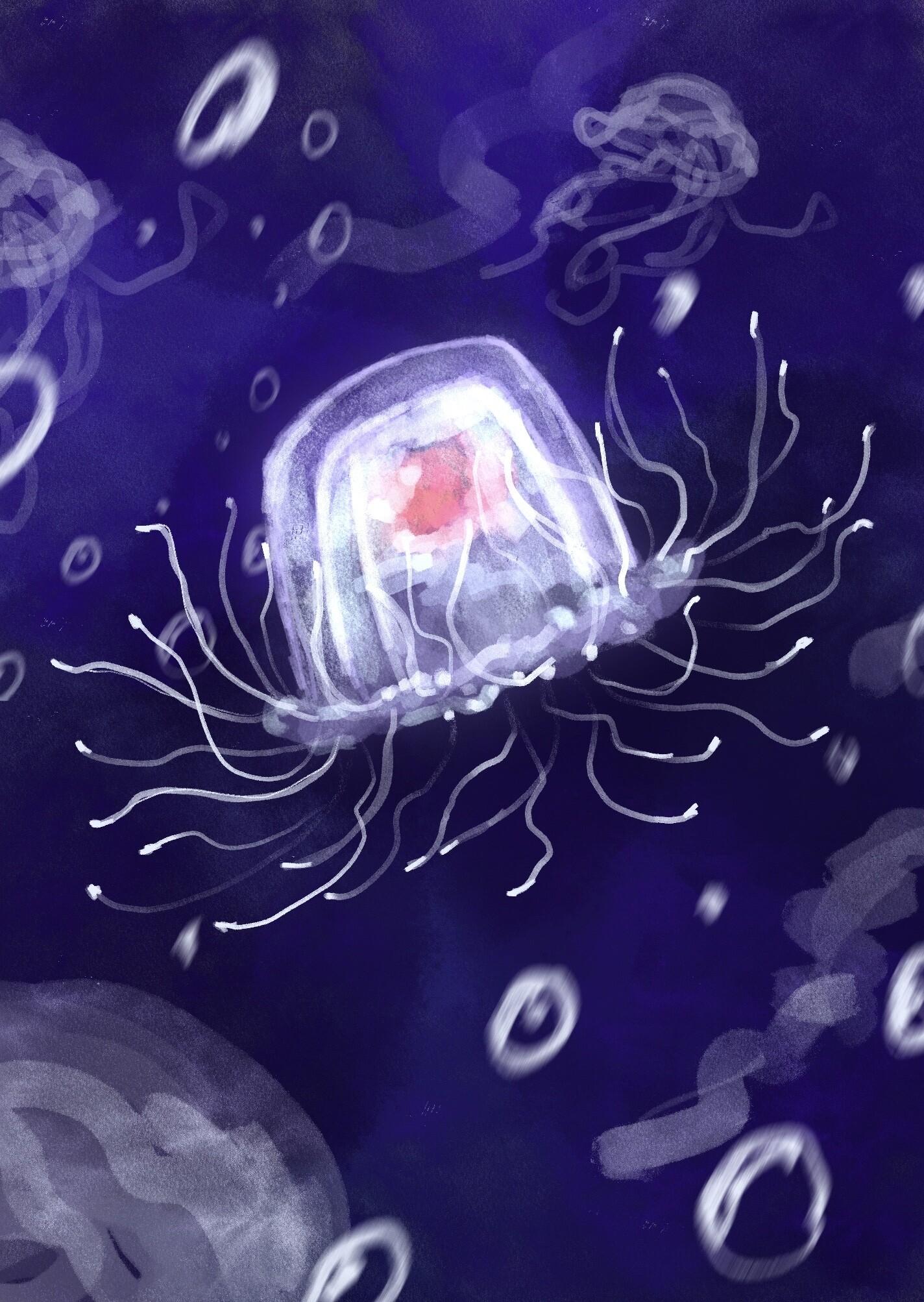 小水母作文