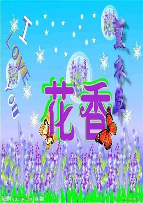 薰衣草的夏天的含义